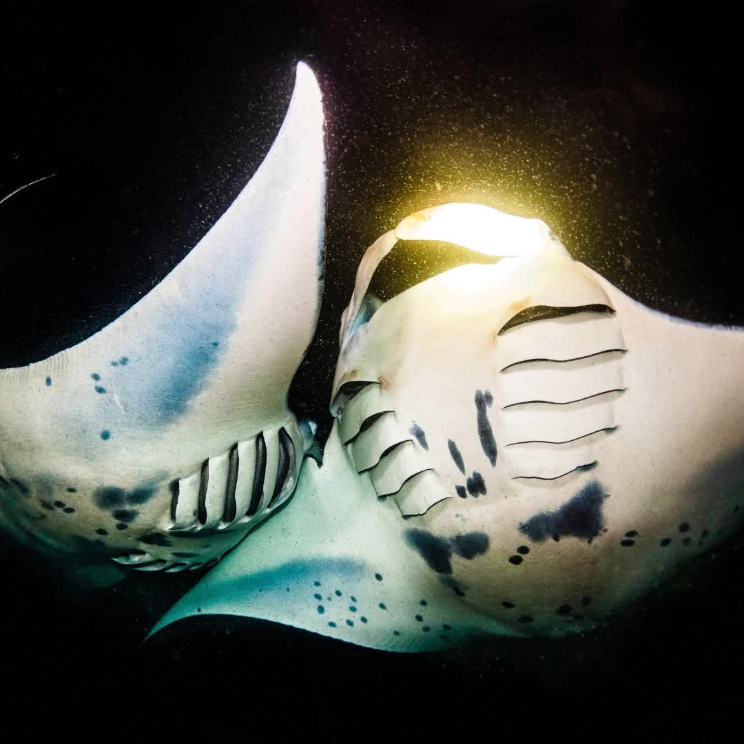 manta ray kona