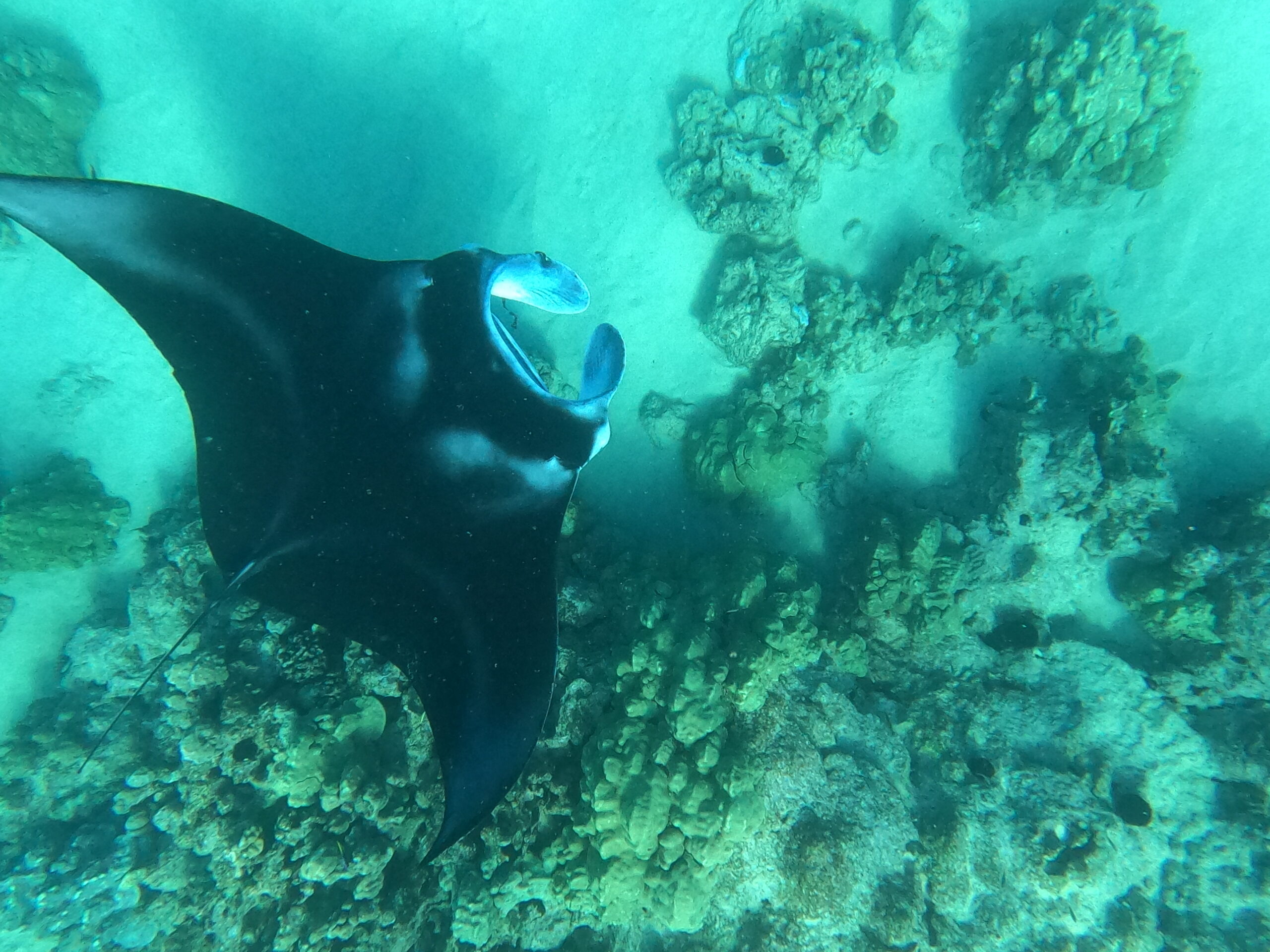 manta ray Kailua Bay