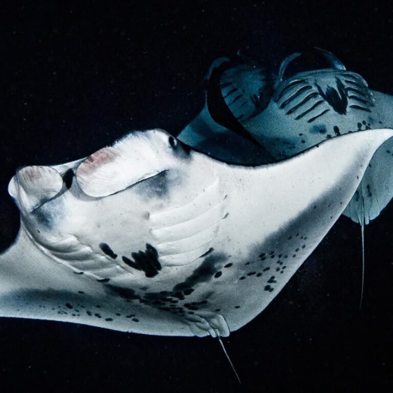 Manta Ray underbelly in kona